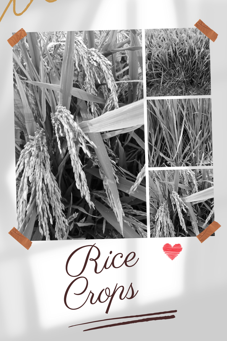 Rice Crops.png