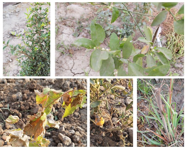 Gardening Update: Look After and Restoring Garden 🏡