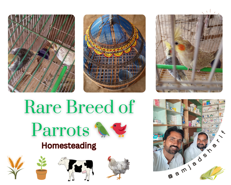 Rare Breed of Parrots 🦜🐦