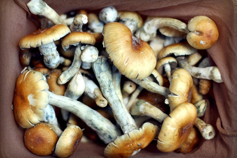 psychedelicmushrooms.jpg