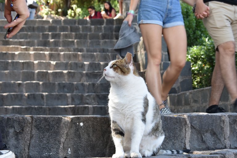 DSC_0245.JPG