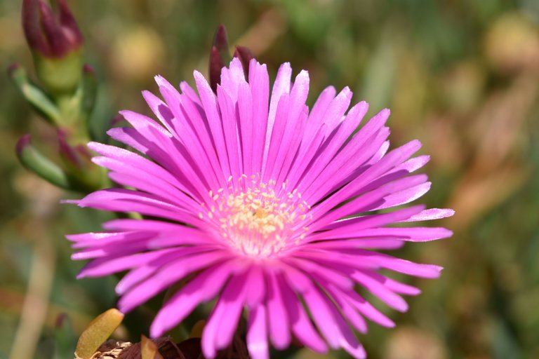 DSC_0243.JPG