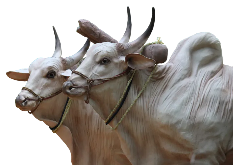 brahma2417582_1280.webp