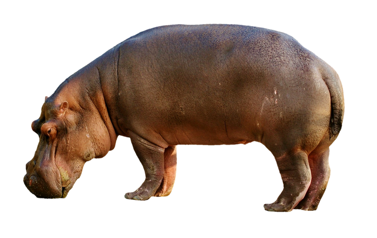 hippopotamus2780699_1280.png