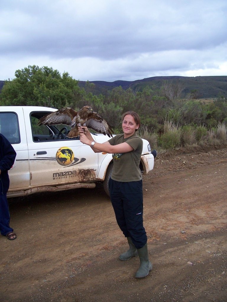 1618059716446_Steppe Buzzard Ringing1.2.jpg