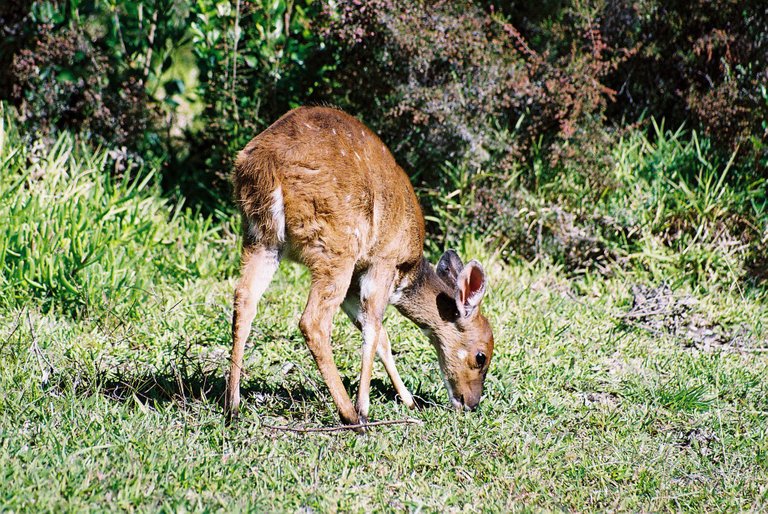 Bushbuck1.2.jpg