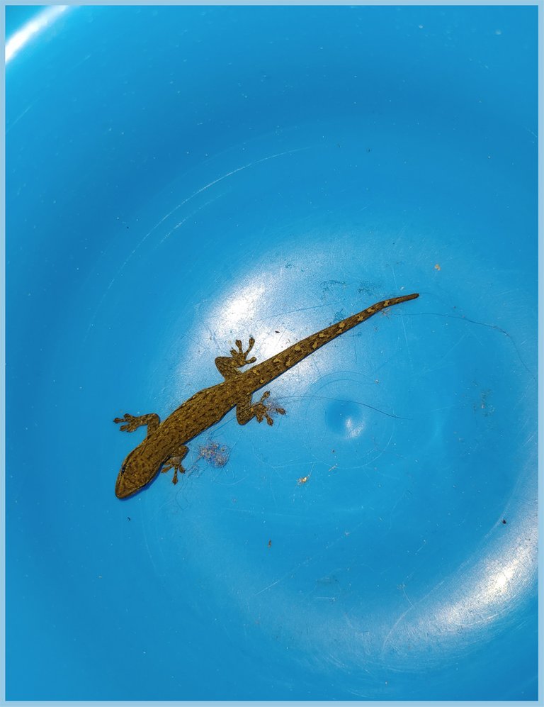Gecko in bowl.jpg