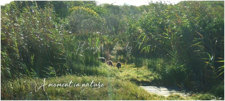 Water mongoose family.jpg