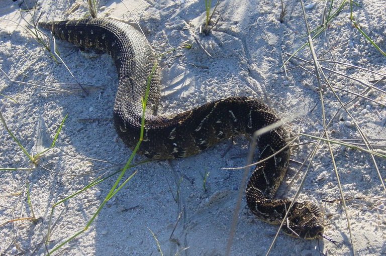 Puff Adder small.JPG