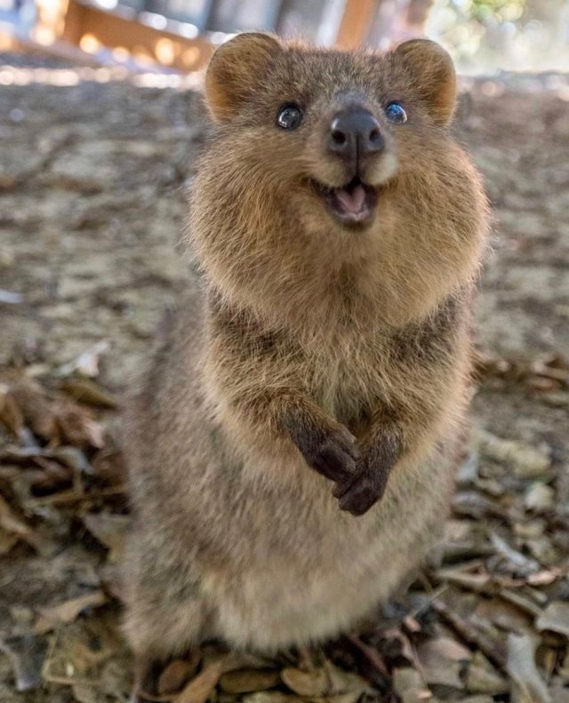 Quokka.jpg