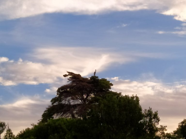 Heron Silhouette.jpg