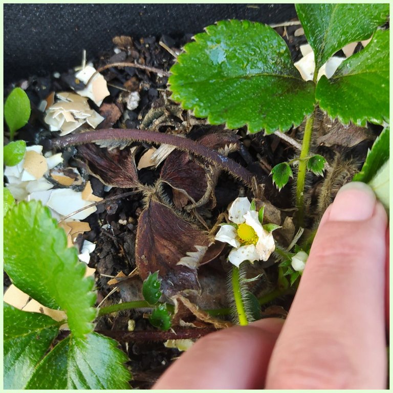 First Strawberry Flowers.jpg