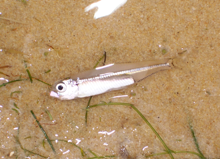 Small Fishie.png