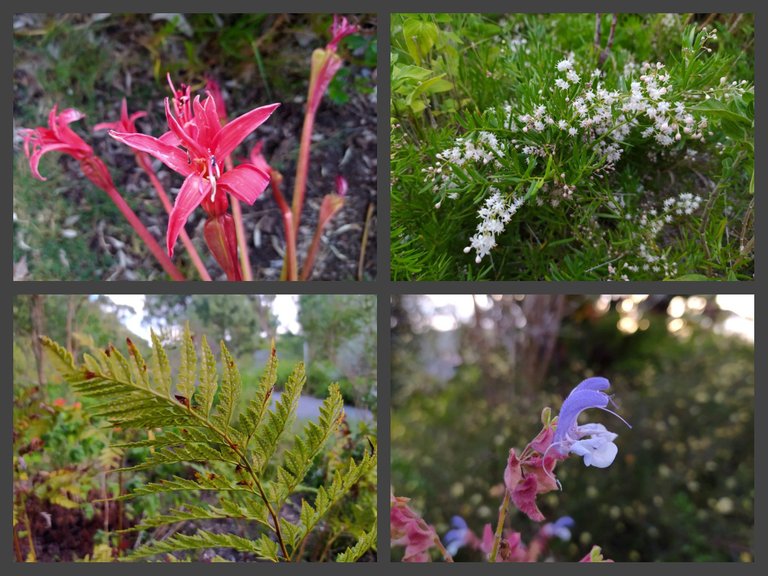 Flower Collage.jpg