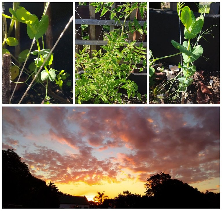 Veggie Box Collage.jpg