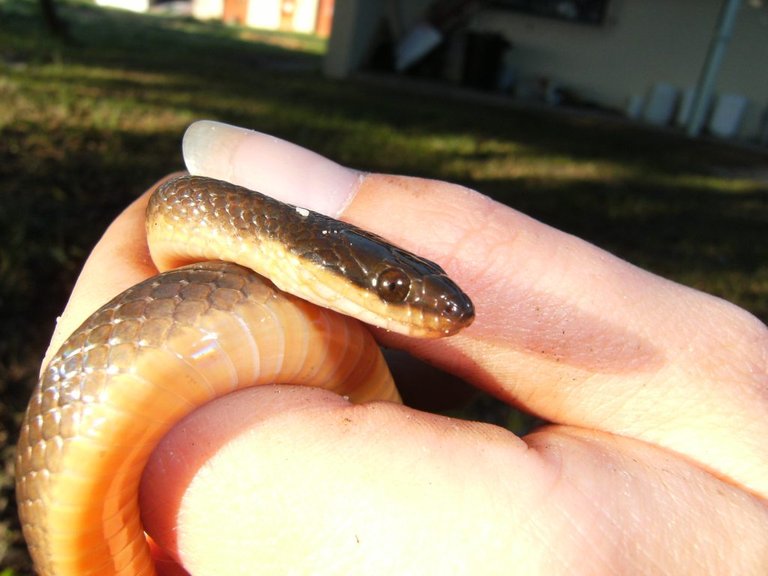 Brown water snakesmall.jpg