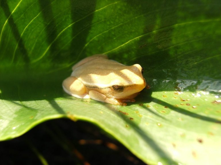 ARum lily frog.jpg