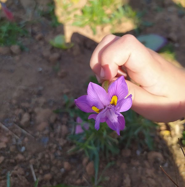 Picking Flowers.jpg