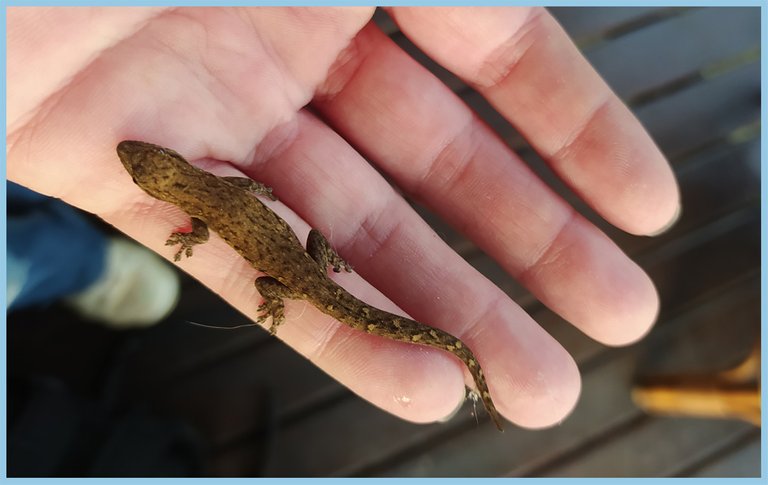 Gecko on my hand.jpg