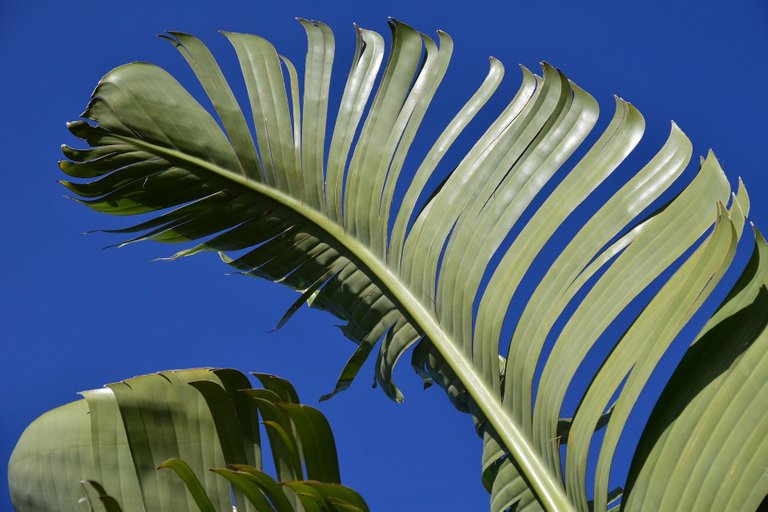 banana-leaves-2172159_1920.jpg