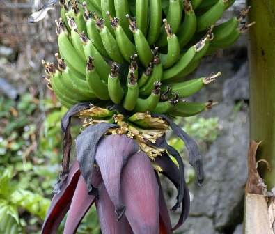 banananaturefruitfruits.jpg