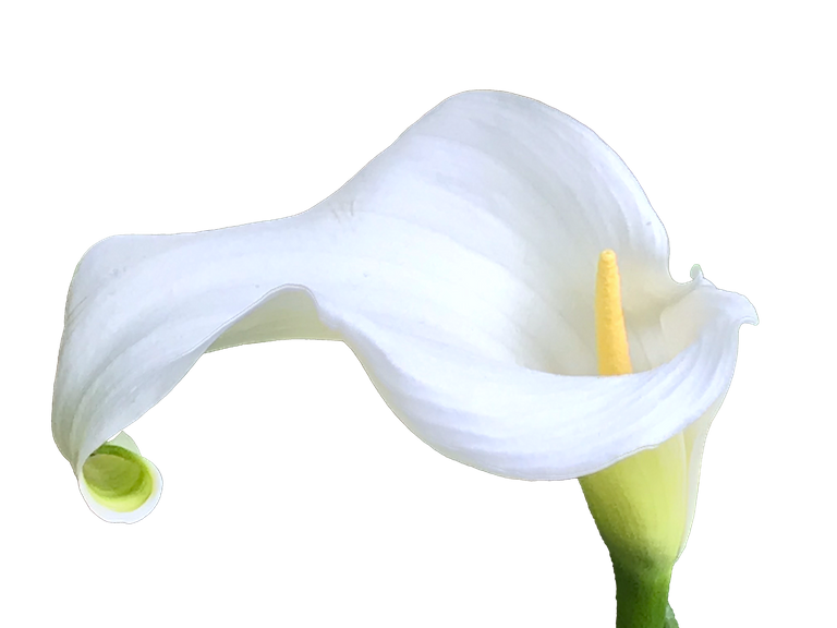 CallaLily02 copy.png