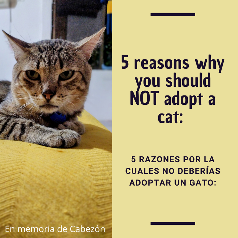 5 reasons why you should NOT adopt a cat.png
