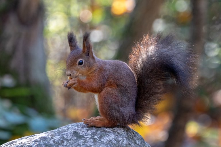 squirrel4970742_1280.jpg