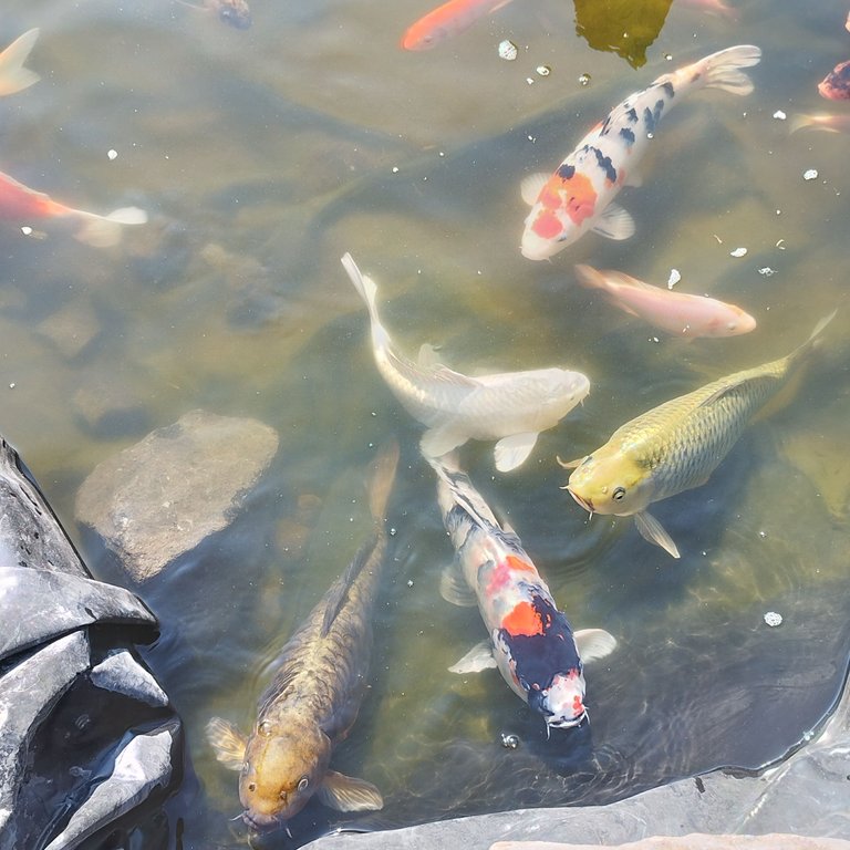 IMG_20250802_083339.jpg