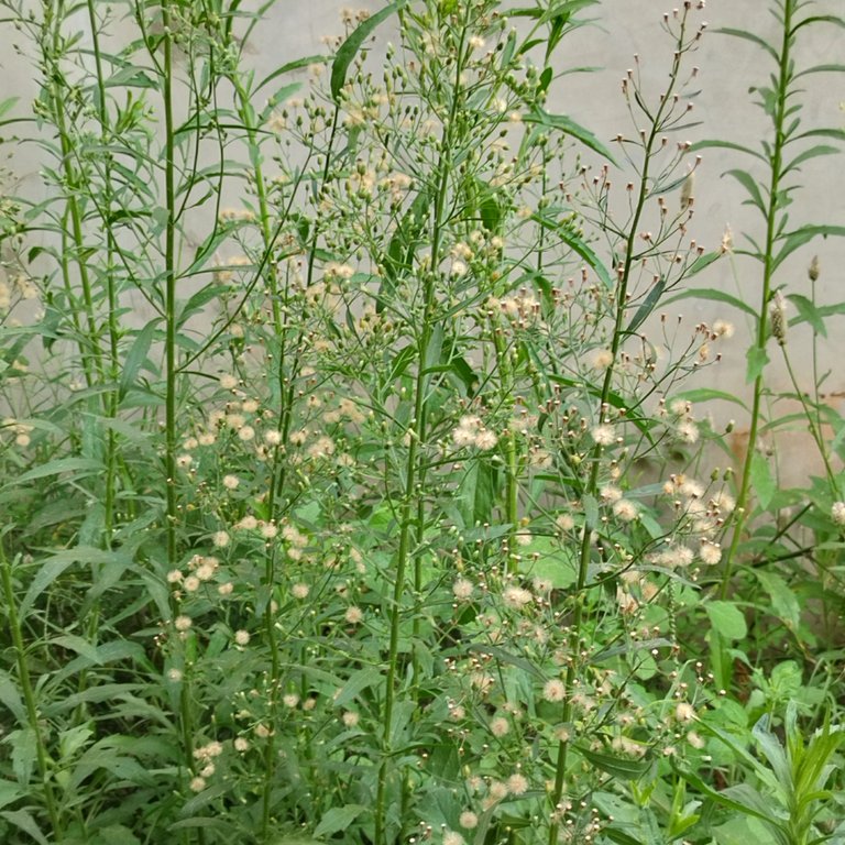 IMG_20250501_074219.jpg