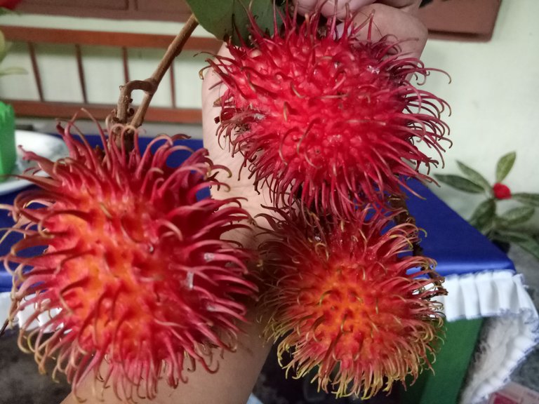 Fresh Rambutan Fruits.jpg