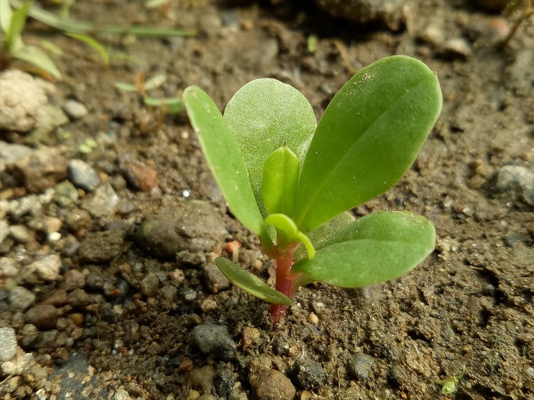 Little Ginseng.jpg