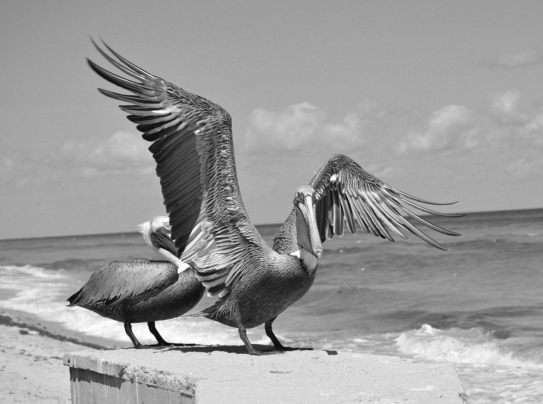 wings.jpg