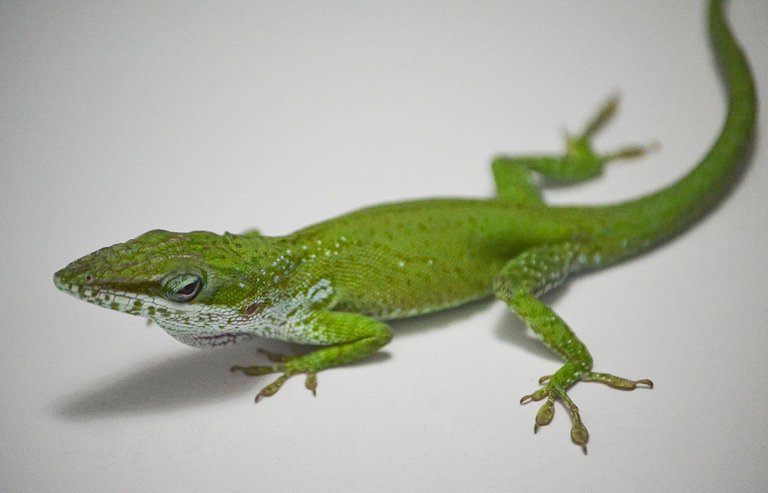 green.jpg