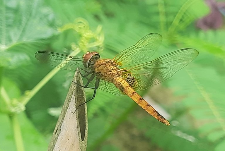 20250706_152615.jpg
