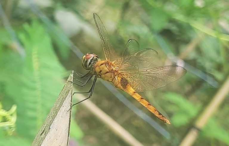 20250706_152547.jpg