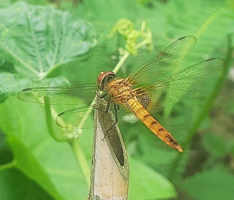 20250706_152635.jpg