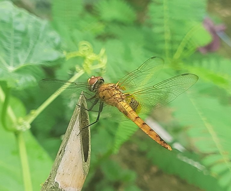 20250706_152612.jpg