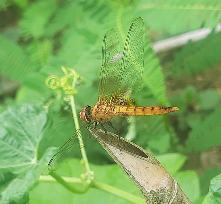 20250706_152619.jpg