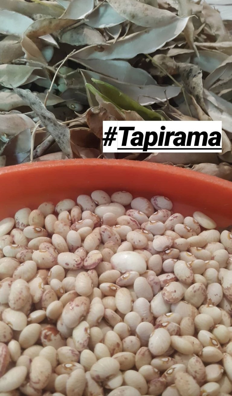 Tapirama seeds