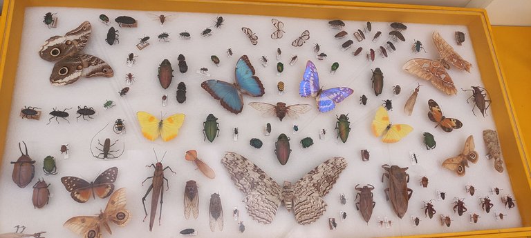 Mariposas e insectos