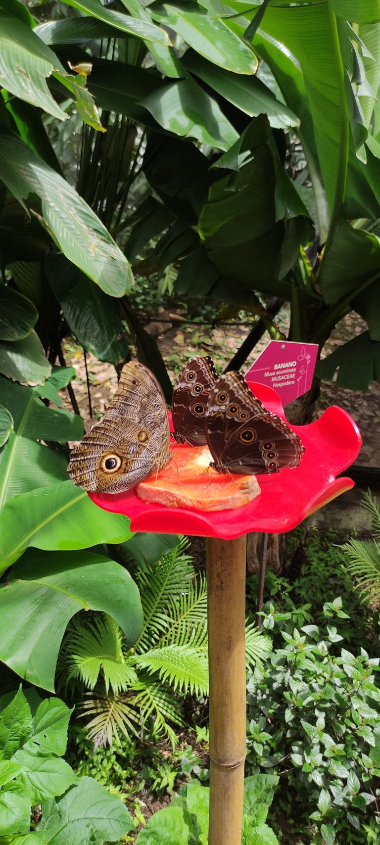 Mariposas alimentandose