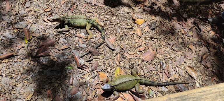 Iguanas en el Jardín Botánico