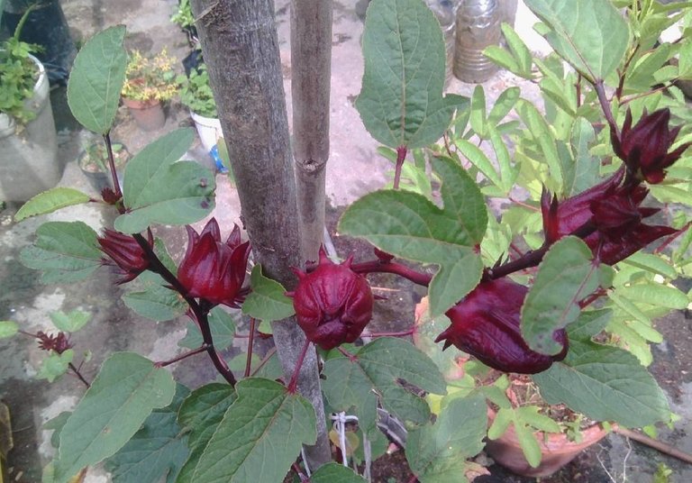 Plant: Flower of jamaica