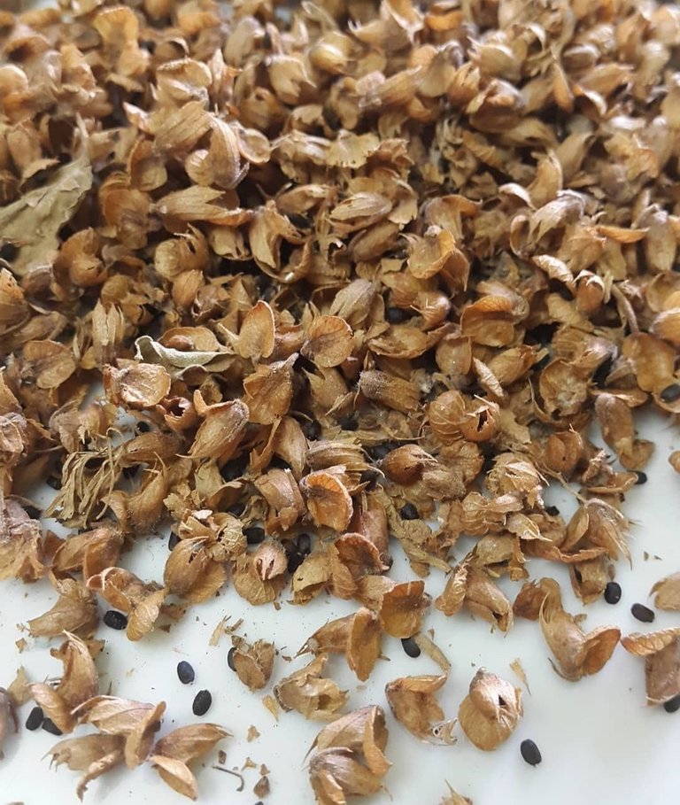 Albahaca seeds