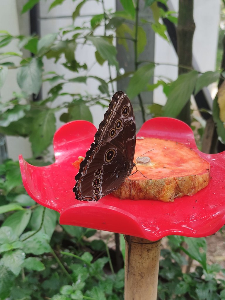 Hermosas mariposas