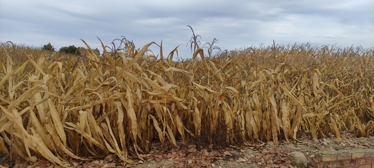 Corn - Agriculture