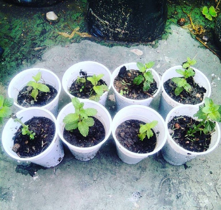 Hierbabuena transplanting in recycled party pots