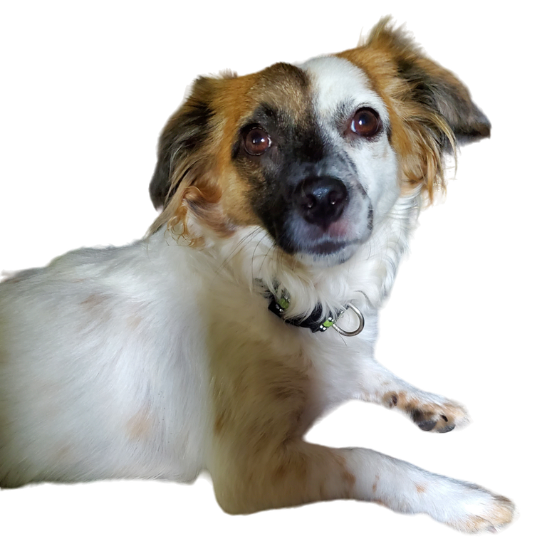 Photoroom-20240219_190606a.png