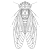 deading bug.png